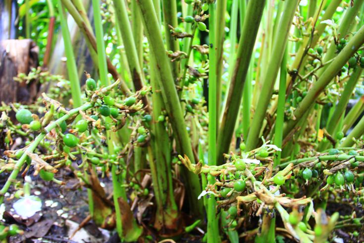 Cardamom Growing Regions